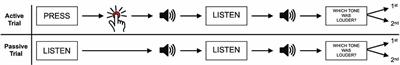 Sensory Attenuation in the Auditory Modality as a Window Into Predictive Processing